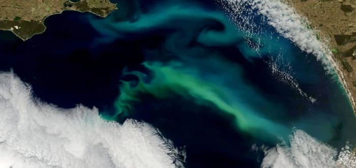 Imagen satelital de la costa Bonney, Australia Meridional, mostrando filamentos turquesa de fitoplancton en el océano