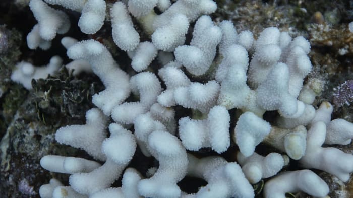 Blanqueamiento de corales Acropora en el arrecife de Florida durante un episodio de calor oceánico