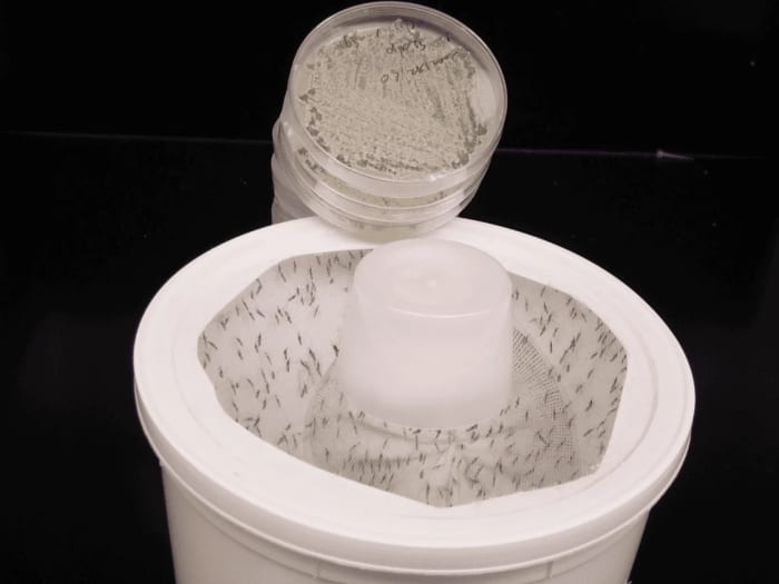 Mosquitos colocados en un contenedor utilizados en un estudio de la Universidad de Maryland sobre un hongo modificado con aroma floral que atrae y mata mosquitos