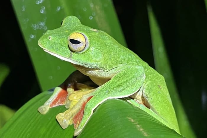 Rana planeadora de Malabar escondida entre el follaje en los Ghats occidentales del sur de la India