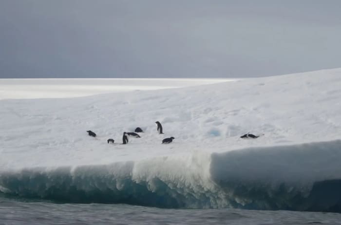Grupo de pingüinos sobre una plataforma de hielo flotante en la Antártida bajo un cielo nublado
