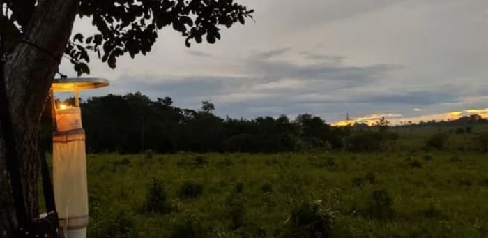 Trampa de luz para mosquitos instalada en un árbol en el límite del bosque amazónico al atardecer