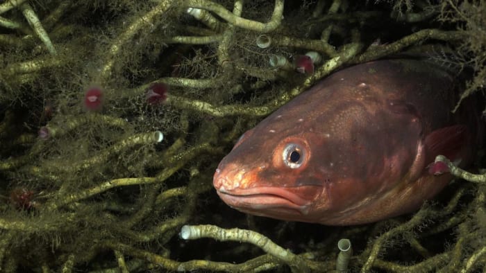 Anguila roja se entierra entre gusanos tubícolas en una filtración de metano frente a la costa de El Quisco, Chile