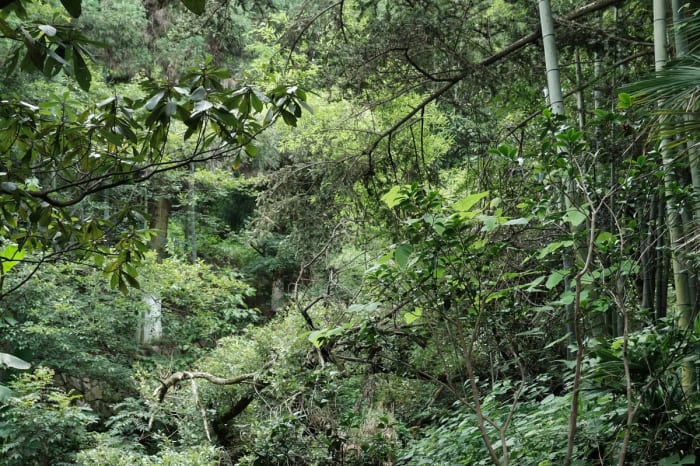 Bosque húmedo con bambú, palmeras y plátanos en el monte Mogan, Zhejiang, China