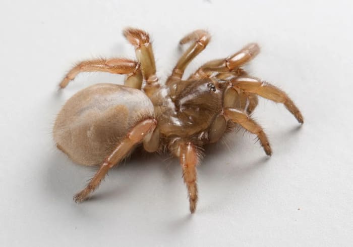 Primer plano de la araña de trampilla Aptostichus ramirezae, una nueva especie identificada por científicos de la Universidad de California en Davis.