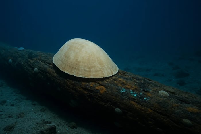 Lapa gigante Pectinodonta nautilus adherida a un tronco hundido