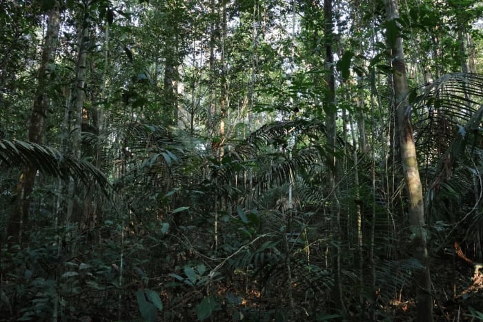 Bosque amazónico en el estado de Amazonas, Brasil, muestra su diversidad ecológica antes de la deforestación