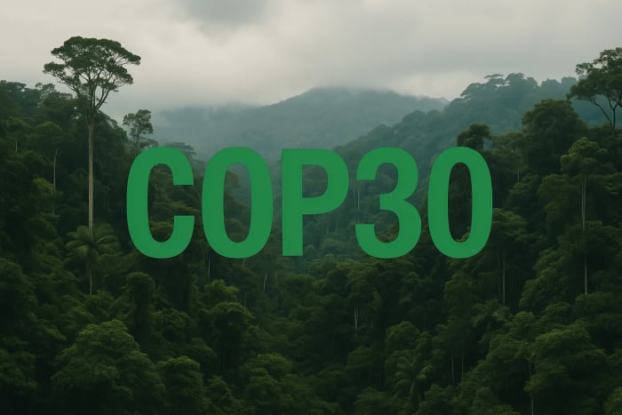 Texto COP30 sobre una selva tropical iluminada por la luz del día