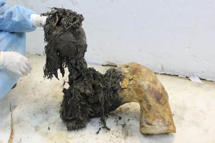 Pierna bien conservada del mamut Yuka que permitió recuperar moléculas de ARN antiguas