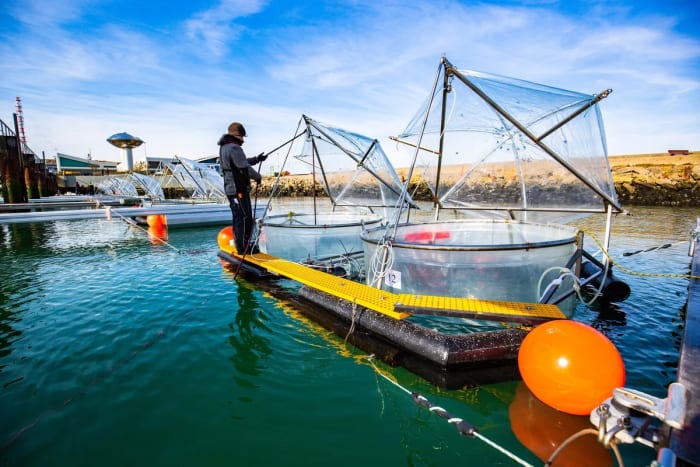 Investigador tomando muestras en los mesocosmos utilizados para estudiar la alcalinidad oceánica y la absorción de carbono en Helgoland, Alemania