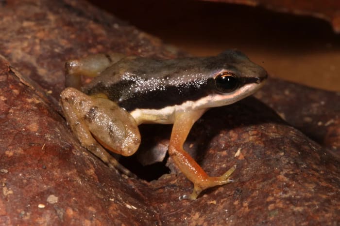 Ejemplar de una pequeña rana del género Dryadobates encontrada en el sur de Bahía