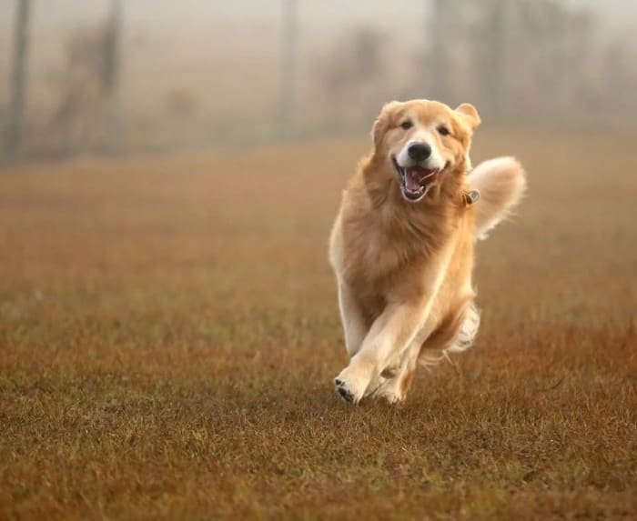 Golden retriever participante en un estudio de comportamiento canino