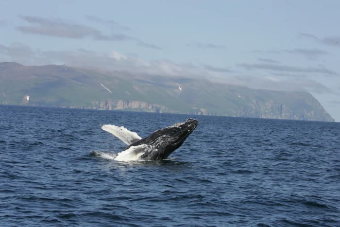 Ballena jorobada emergiendo del agua con las aletas extendidas en un salto frente a las costas del estrecho de Senyavin