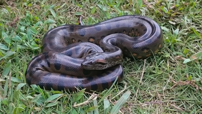 Representación de una anaconda de gran tamaño mostrando su cuerpo robusto y su longitud característica