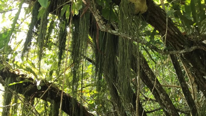 Investigadores estudiando sistemas radiculares en un bosque tropical de Panamá