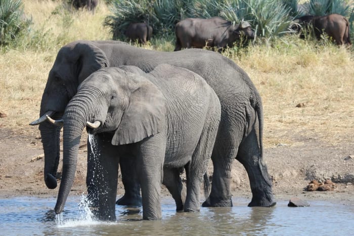 Elefantes bebiendo agua en una charca
