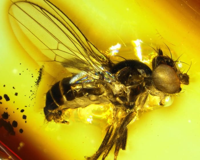 Mosca diminuta preservada en ámbar con detalles visibles del cuerpo y las alas