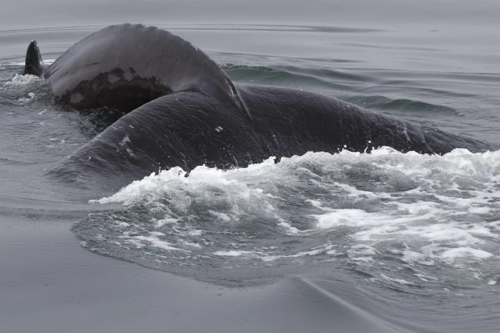 Lomo de una ballena grande asomando entre las olas mientras se desplaza bajo la superficie del mar