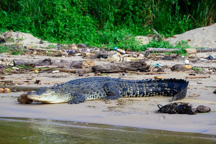 Cocodrilo de agua salada descansando en una playa junto a la desembocadura de un río