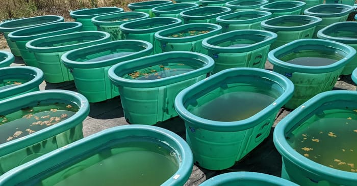 Tanques experimentales para estudiar efectos de contaminación plástica en el agua