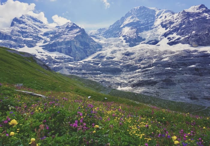 Pradera alpina en los Alpes suizos con vegetación diversa y flores silvestres