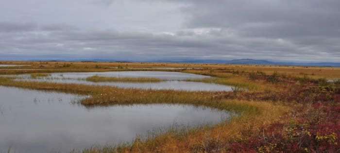 Turberas y humedales en la región subártica