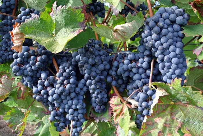 Racimos de uvas negras en la vid
