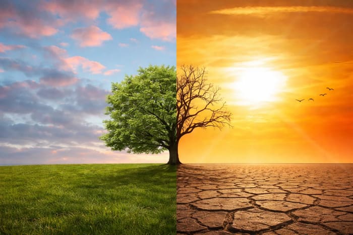 Paisaje dividido: naturaleza verde frente a sequía extrema y suelo agrietado