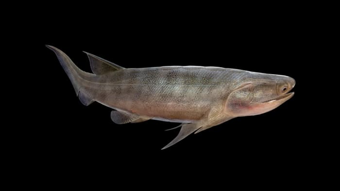 Eosteus chongqingensis, uno de los peces óseos más antiguos conocidos