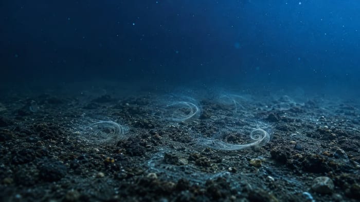 Pequeños remolinos sobre el fondo marino