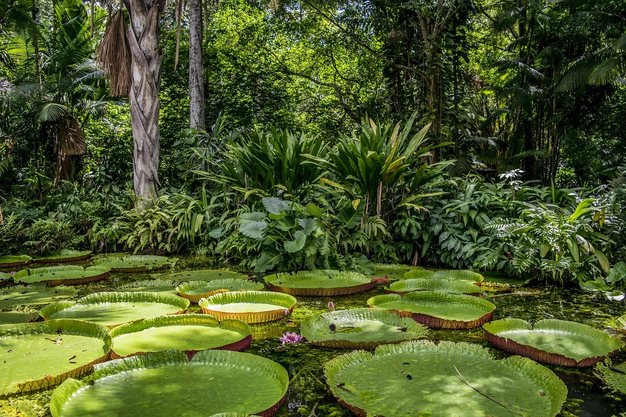 bosque amazonia