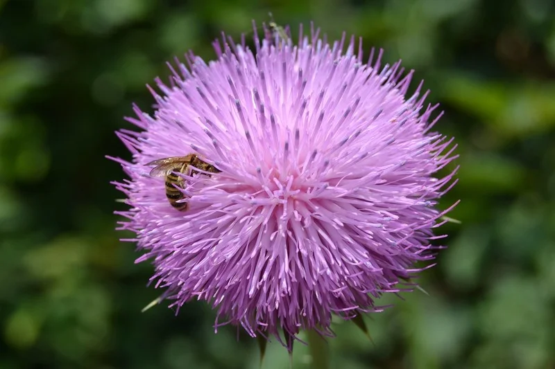 imagen secundaria polen abeja