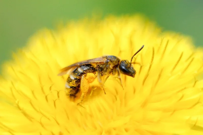 imagen polinizacion abeja