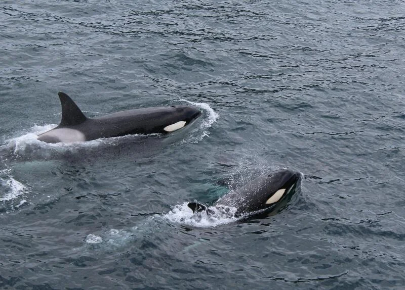 orcas