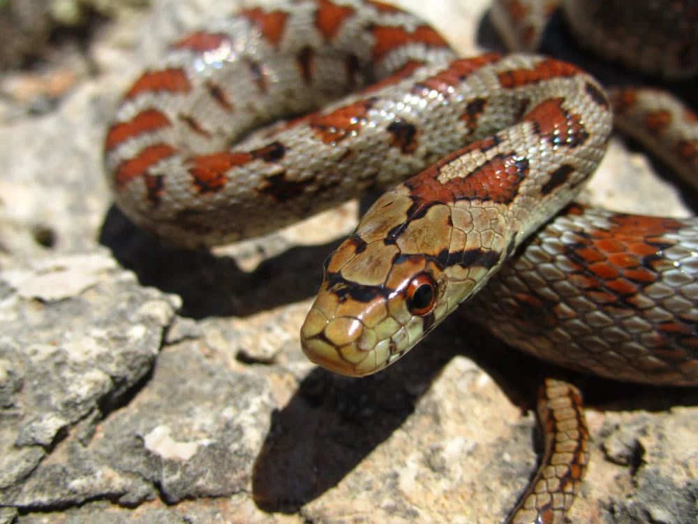 Serpiente Rata en Movimiento