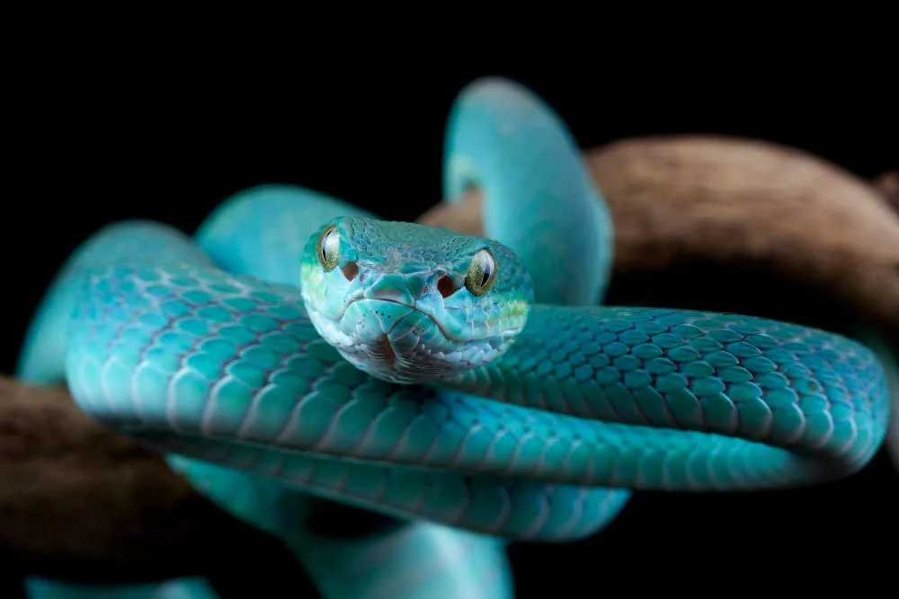 Trimeresurus Insularis entre las Hojas