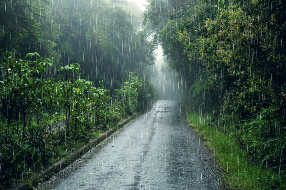 La lluvia intensa cayendo en un bosque verde, simbolizando la purificación del aire