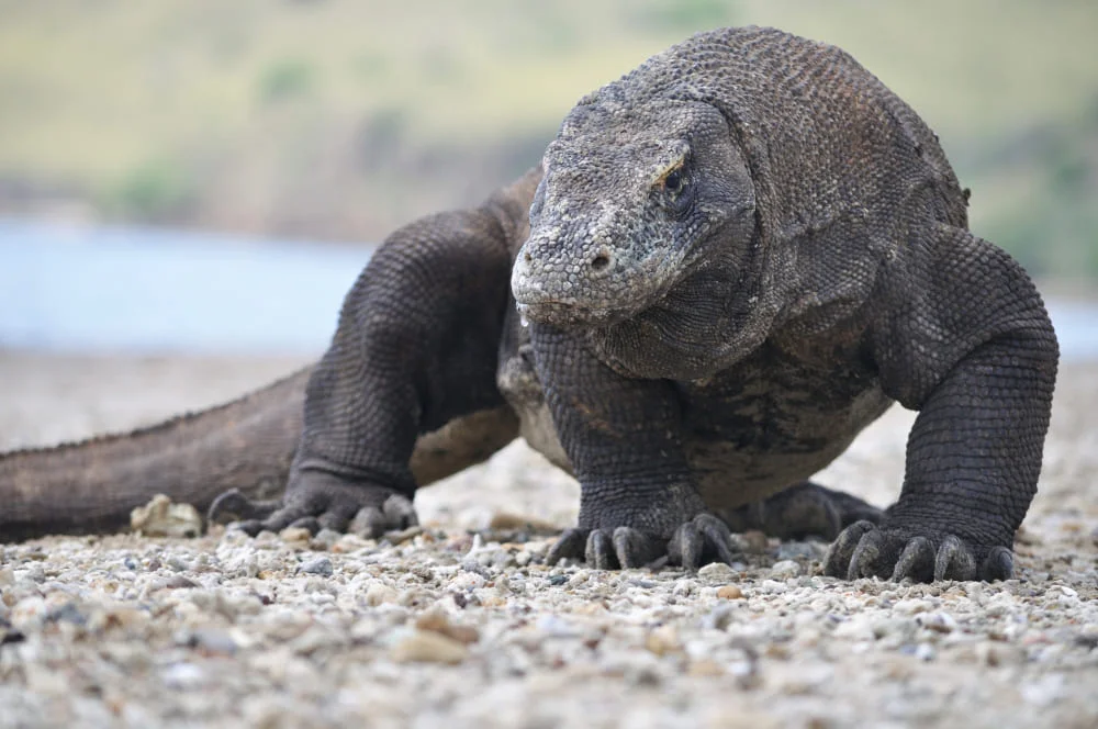 Dragón de Komodo en su hábitat natural en una playa