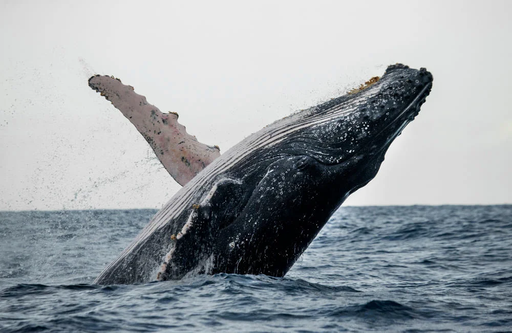 Ballena saltando en el océano