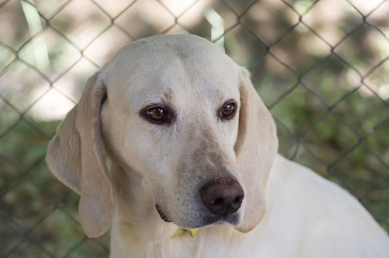 Perros de caza: la lista de las 10 razas más representativas