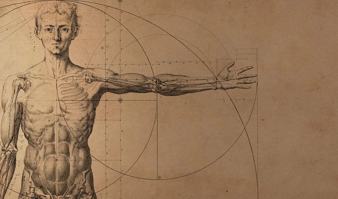 Anatomía: Definición, ramas e importancia