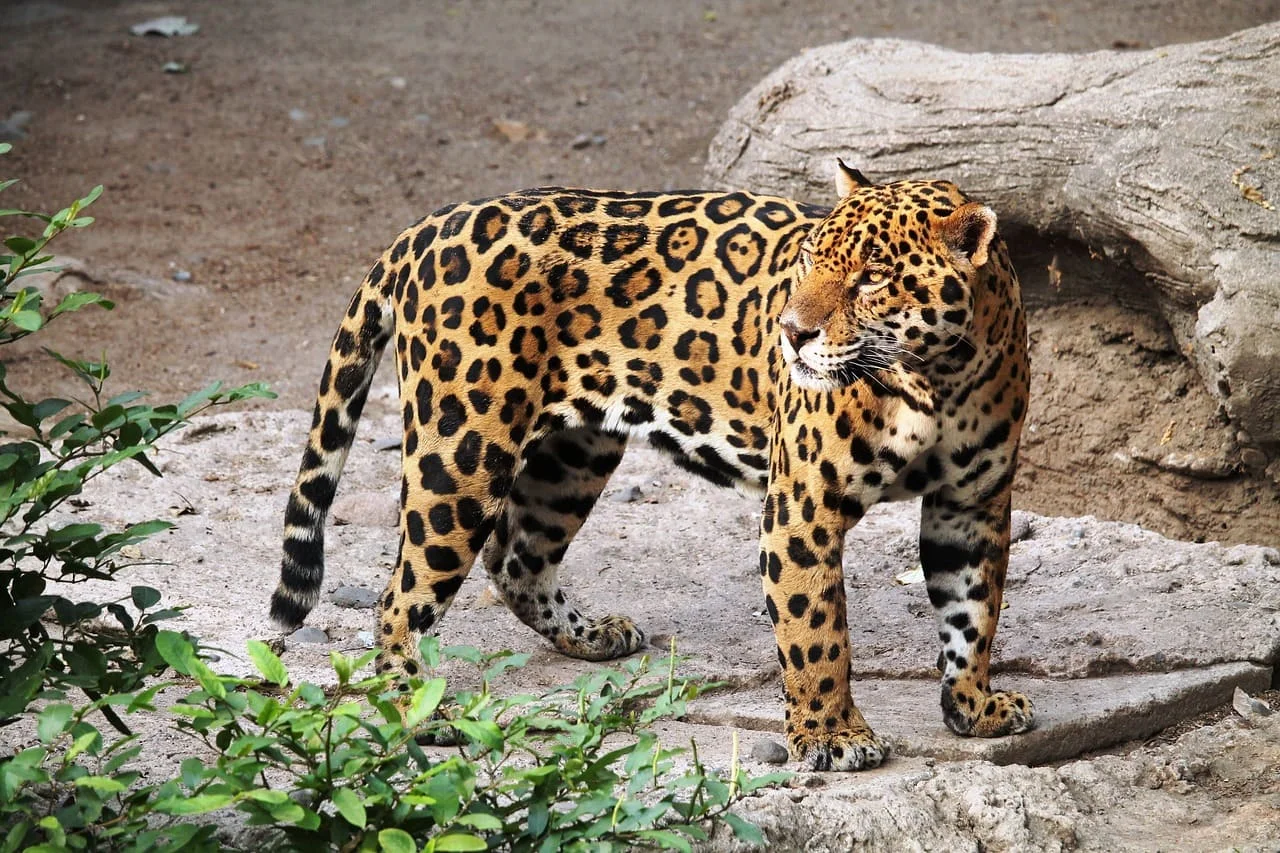 Jaguar en el bosque de las Amazonas