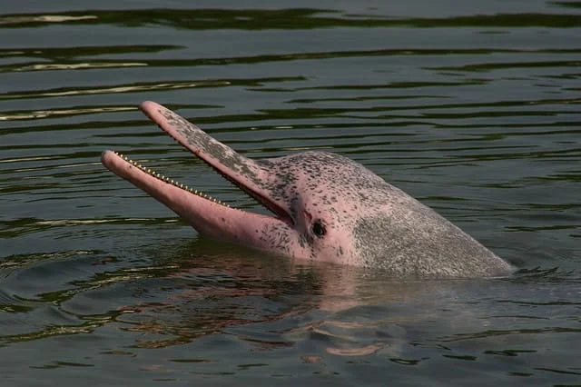 Delfín Rosado en el río Amazonas