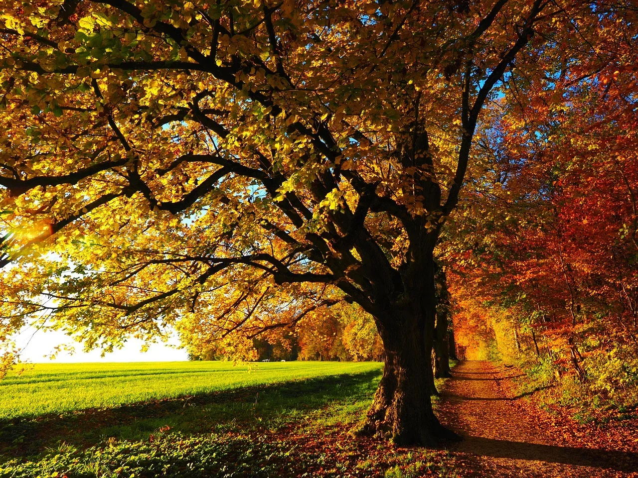 Un árbol en otoño iluminado por la luz del sol