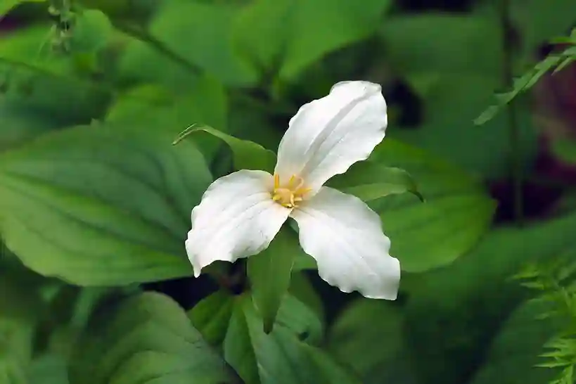 Plantas Efímeras: Qué son, Tipos e Importancia