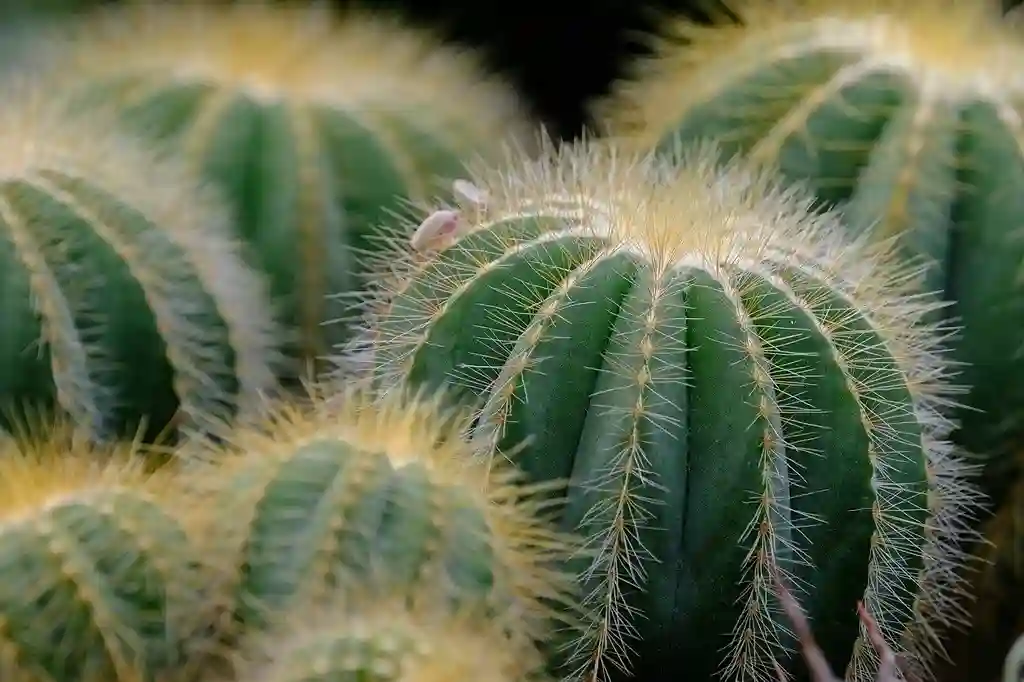 Un cactus, planta xerófita, adaptado a ambientes secos.