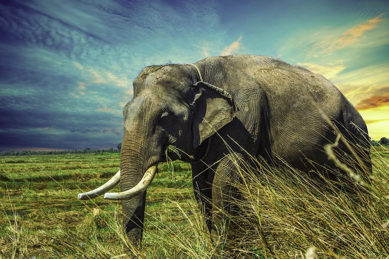  Un elefante africano adulto caminando por la sabana, representando a los mamíferos en general