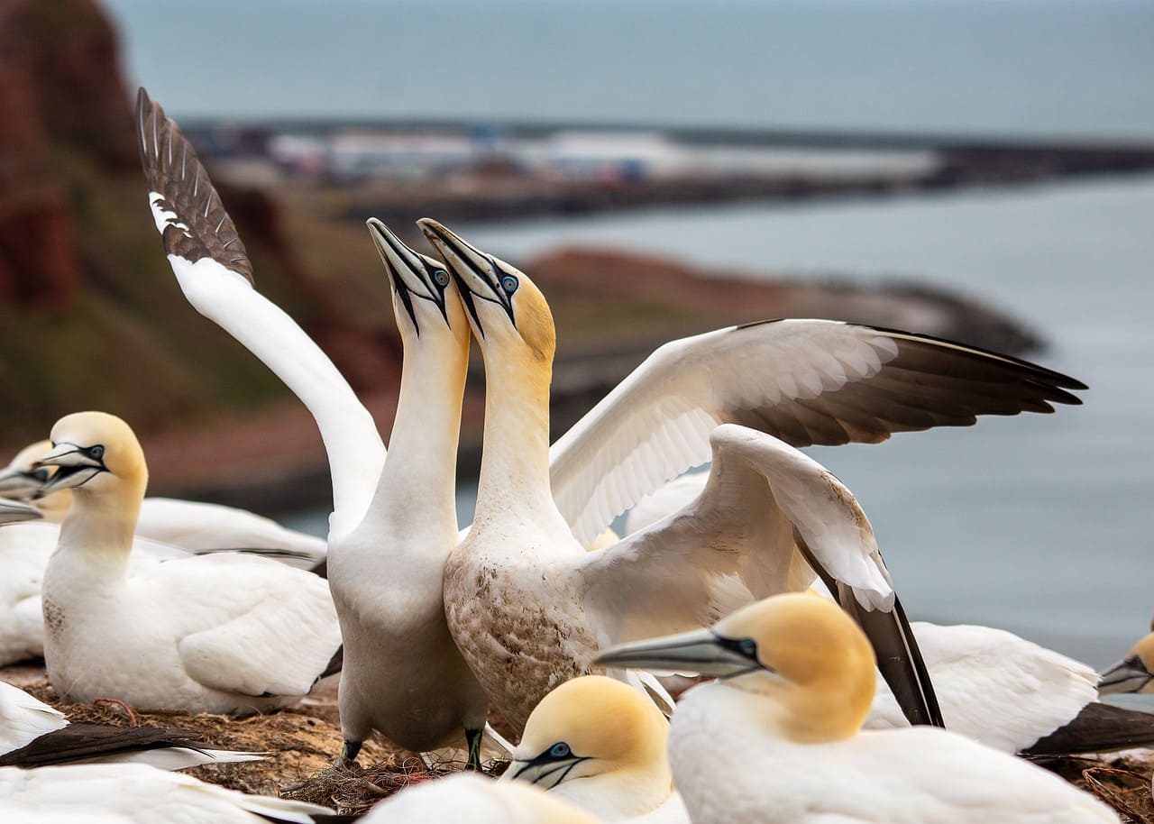 Diversidad de especies en un ecosistema natural