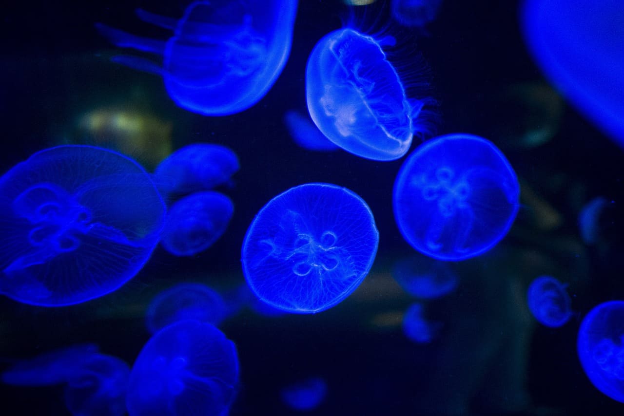 Organismos marinos bioluminiscentes en el océano