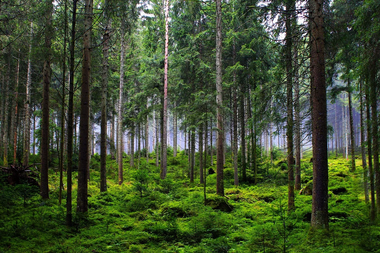 Bosque frondoso con árboles altos y un suelo cubierto de vegetación verde.